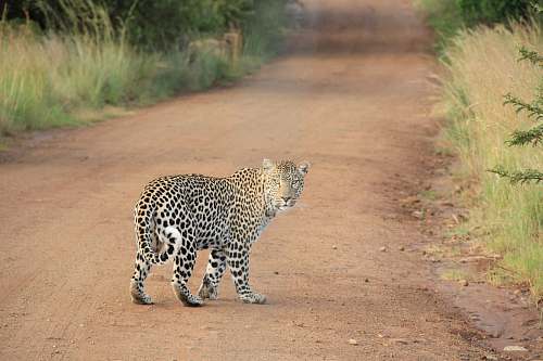 dirt road leopard on dirt road road
